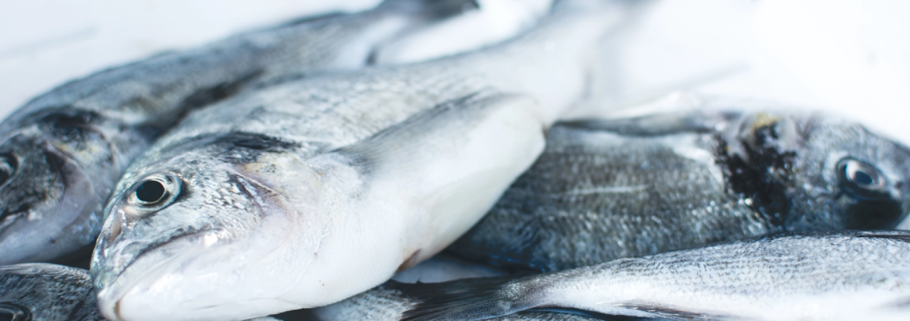 Miljøvennlige RSW systemer. RSW anlegg til fiskeindustri | Tempia